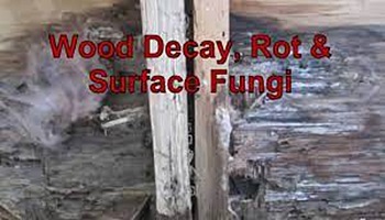 surface rot